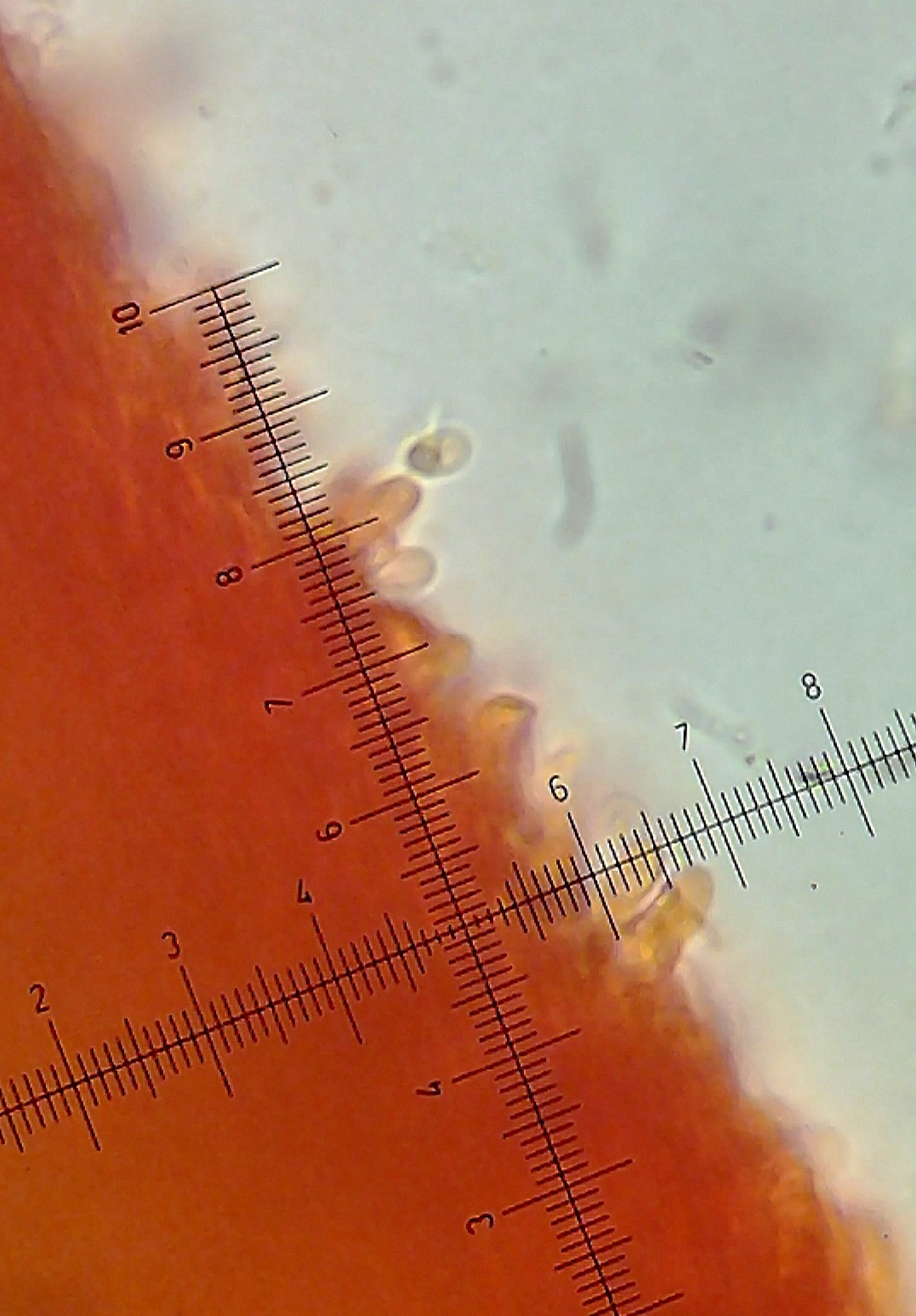 Steccherinum ochraceum? (Steccherinum bourdotii)